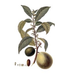 Pouteria caimito Abiu, Yellow Star Apple